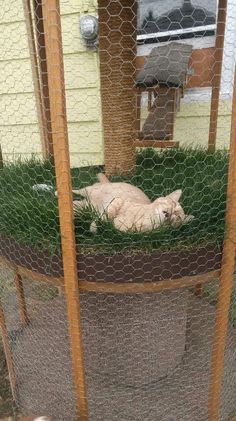 a white cat laying on top of a green patch of grass