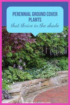 a brick walkway surrounded by trees and plants with text overlay that reads, perennial ground cover plants that arrive in the shade