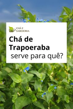 Surpreenda-se com os benefícios dessa planta, considerada mato na maioria dos Estados brasileiros. A Trapoeraba não é mato. . . . . . . . . . . #chaesabedoria #chadetrapoeraba #trapoeraba #tratamentocaseiro #remediocaseiro