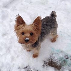 a small brown and black dog standing in the snow