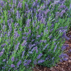 lavender flowers are growing in the garden