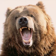 a large brown bear with its mouth open