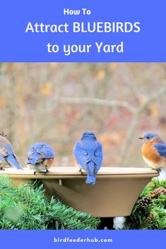 three blue birds sitting on top of a bird bath