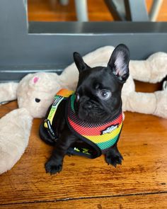 A dog wearing a colorful harness from the RuffHaus NYC Bless Up collection, sitting next to a stuffed bunny toy. Dog Harnesses, Up Dog, New Toy, Poop Bag Holder, Clothes Ideas, Bag Holder, New Toys, Dog Harness, Dog Accessories