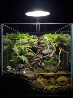 an aquarium filled with rocks and plants in the middle of a dark room next to a light