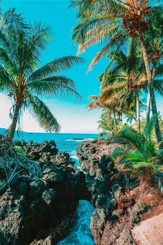 palm trees and water on the rocky shore