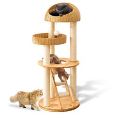 two cats are playing in the cat tree