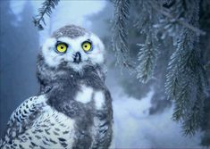 an owl with yellow eyes is sitting on a branch in front of some branches and snow