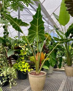 several potted plants are sitting on a table in the middle of an indoor greenhouse