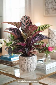 a potted plant sitting on top of a glass table