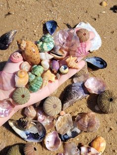 a person's hand holding shells and seashells in the sand