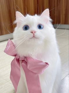 a white cat with blue eyes and a pink bow around its neck sitting on the floor