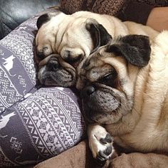 two pug dogs are sleeping on the couch