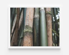 a group of bamboo trees with moss growing on them