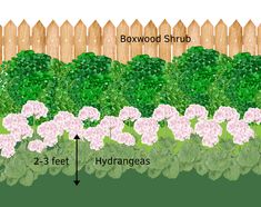 a garden plot with hydrangeas, boxwood shrub and 3 feet tall hydrangeas