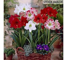 red, white and purple flowers in a wicker basket on the ground next to potted plants