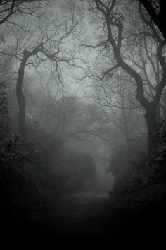 a path in the middle of a forest with trees on both sides and foggy skies overhead