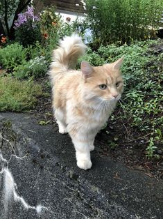 an orange and white cat walking on top of a rock