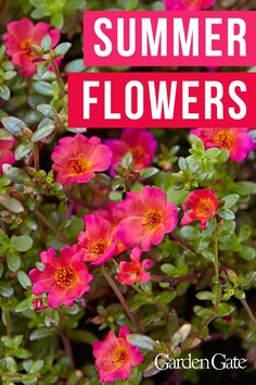 Pink and orange moss rose flowers Portulaca Grandiflora, Wave Petunias, Easy Waves, Handle The Heat, Summer Flowers Garden, Garden Planner, Autumn Lights, Hardy Perennials