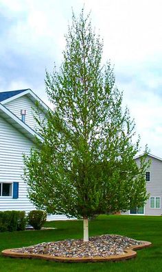 a small tree sitting in the middle of a green yard next to a white house