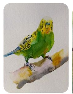 a watercolor painting of a bird sitting on a branch with yellow and green feathers