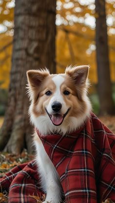 a brown and white dog laying on top of a blanket next to a pile of leaves