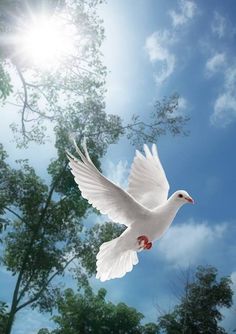 a white dove flying through the air with trees in the background