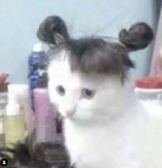 a white cat sitting on top of a table next to hair dryers and bottles