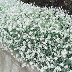 small white flowers growing on the side of a wall