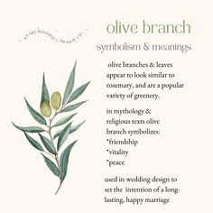 an olive branch with the words olive branch and meaning