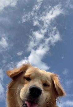 a close up of a dog with its tongue out and clouds in the sky behind it