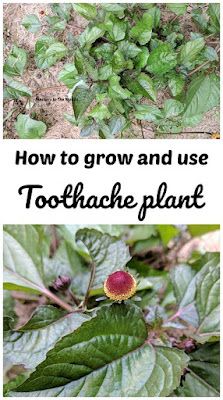 two pictures with the words how to grow and use toothache plant in front of them