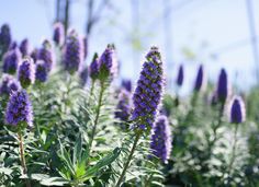 purple flowers are blooming in the field