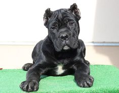 a large black dog laying on top of a green blanket