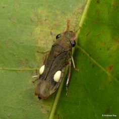 a bug sitting on top of a green leaf