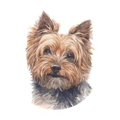 a watercolor painting of a dog's face on a white background, looking at the camera