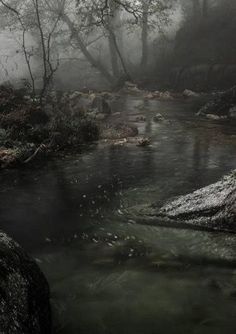 a stream running through a forest filled with lots of rocks and trees on a foggy day