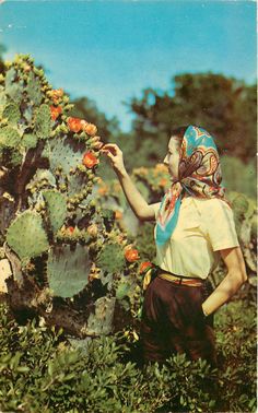 a woman picking flowers from a cactus plant