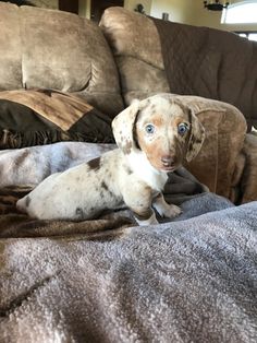 a brown and white dog laying on top of a bed next to a couch in a living room