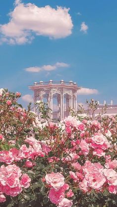 some pink flowers and a white structure in the background with blue skies above it,