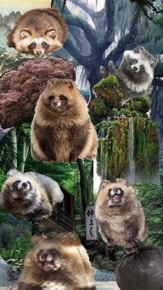 an animal collage with many different animals on it's face and in the background there is a waterfall