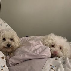 two small white dogs laying on top of a bed