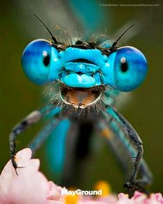 a close up of a blue insect on a flower