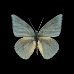 a blue and white butterfly on a black background