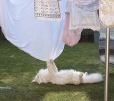 an animal laying on the ground in front of clothes hanging from a clothes line outside