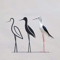 three black and white birds standing next to each other in the sand with long beaks