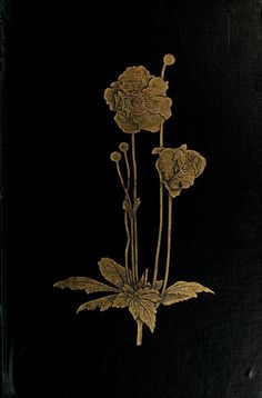 three flowers on a black background with gold leafy stems in the foreground and bottom right corner