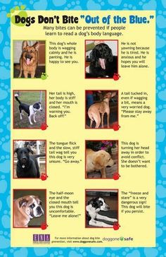 an info sheet with pictures of dogs and their names