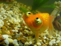 an orange fish with two eyes looking at the camera while standing on rocks and gravel