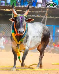 a bull with colorful decorations on it's head is walking in front of a crowd